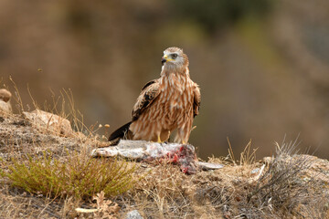 milanos,buitres y aguilas