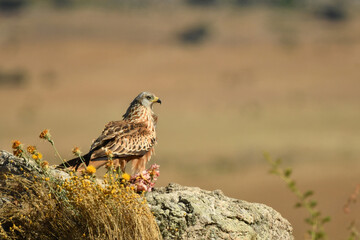 milanos,buitres y aguilas