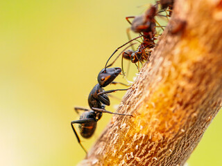 Naklejka premium red wood ant (Formica rufa) 