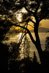 Silhouettes of trees on the seashore against the background of sunset.