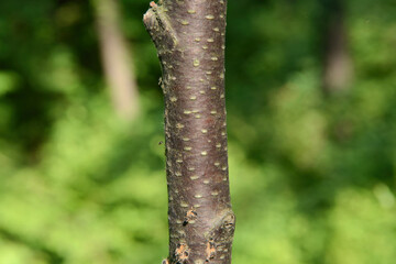 Betula platyphylla, a deciduous tree in the Betulaceae family, known for its white peeling bark and durable wood, thriving in sunny mountain forests. Photographed in Korea.