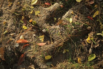Car tire track. Mud. Forest. Autumn.