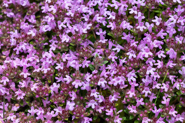 Obraz premium Close up of valerian (valeriana officinalis) flowers in bloom