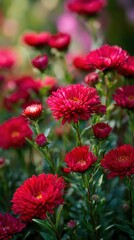 A garden filled with red asters.