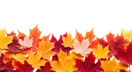 Fototapeta premium Colorful autumn leaves, a beautiful fall season