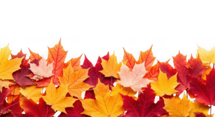 Colorful autumn leaves, a beautiful fall season