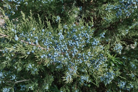 Close-up of juniper shrub branches with abundant blue berries