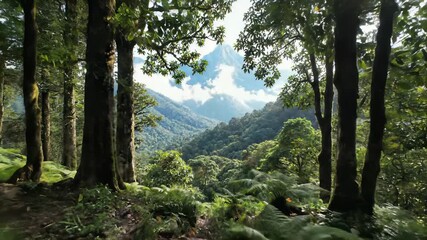 Serene subtropical forest with misty mountains, towering trees, gentle stream, vibrant flowers, and mushrooms comes alive with tranquility, peace, and rejuvenation, making it an ideal choice for.