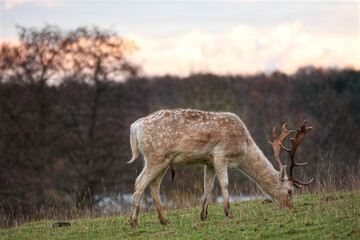 Male fallow deer grazing in countryside at sunset