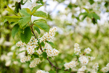 A branch of blooming bird cherry with white flowers. Green leaves against a blurred background