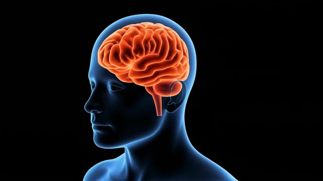 3D Visualization of the Human Brain and Basal Ganglia