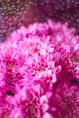 Abstract floral background with pink bouquet chrysanthemum flower, selective focus