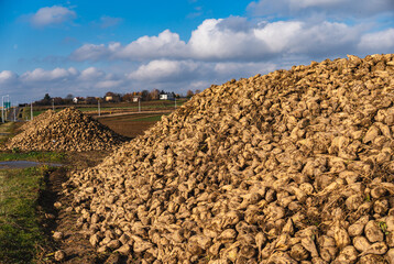 a pile of sugar beets lying in a field after the autumn harvest