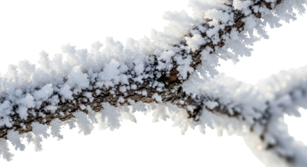 Intricate ice formations crystallize on a tree branch creating a delicate frosty pattern isolated on transparent background
