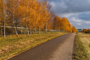 birch trees covered with yellow leaves lining the asphalt road