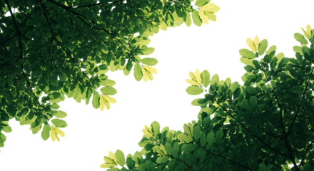 Green leaves against a dark night sky background