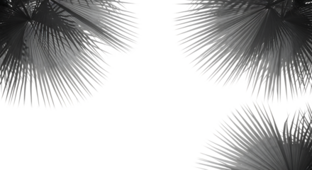 Abstract black and white palm fronds against dark background