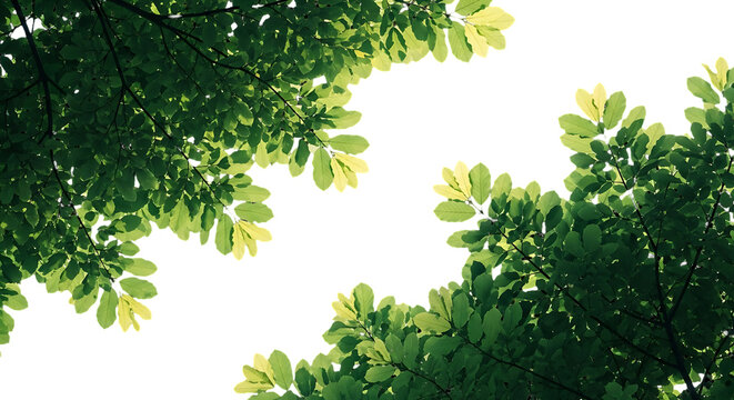 Green leaves against a dark night sky background