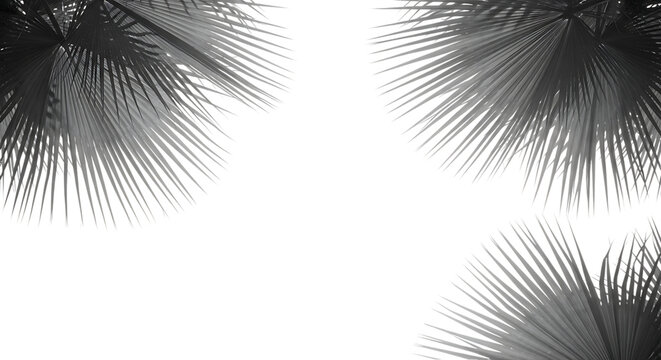 Abstract black and white palm fronds against dark background