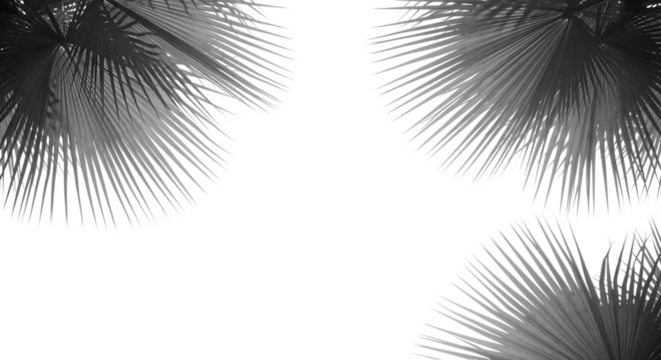 Abstract black and white palm fronds against dark background