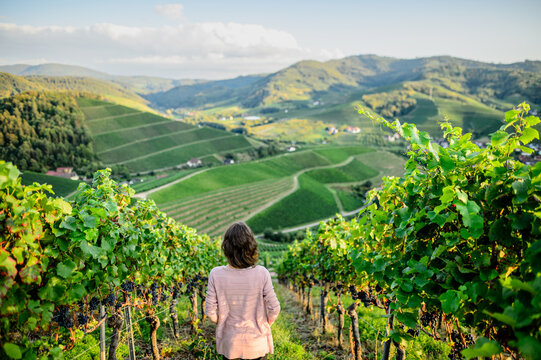 Blick &uuml;ber die Weinberge von Durbach &ndash; Frau genie&szlig;t die Aussicht im Sp&auml;tsommer