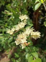 Delicate white wildflowers blooming on a sunny day