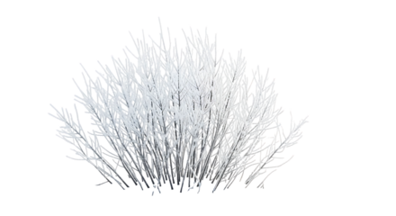 White grass bush against black background