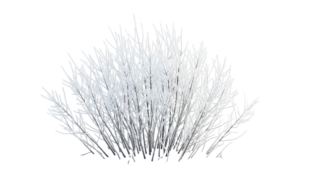 White grass bush against black background