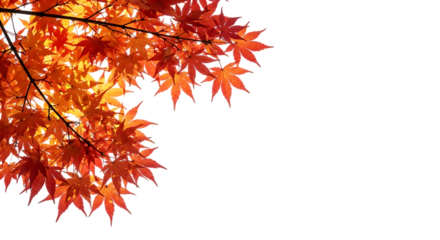 Vibrant autumn maple leaves against dark background