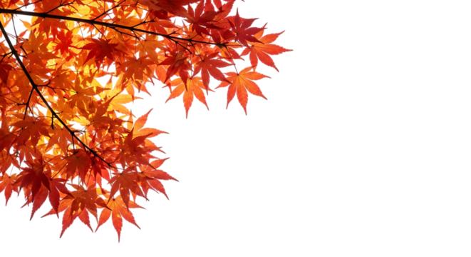 Vibrant autumn maple leaves against dark background