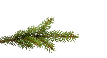 Close up of a green pine branch against black