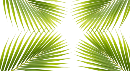 Symmetrical green palm fronds against black background