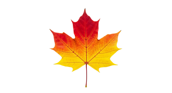 Vibrant autumn maple leaf with gradient colors isolated on transparent background