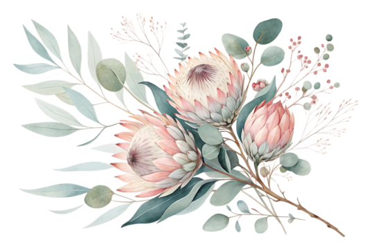 Delicate watercolor illustration of a protea flower bouquet with eucalyptus leaves and dried floral accents isolated on transparent background