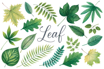 Collection of various green watercolor leaves and foliage with delicate veins and textures isolated on transparent background