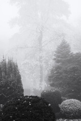 Bei starken Nebel und Dunst im Park unterwegs, schwarz-weiß Umsetzung