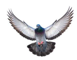 City Pigeon in Mid-Flight with Spread Wings and Tail Feathers Fanned, Dynamic Pose, Isolated on White