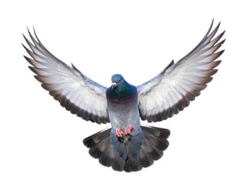 City Pigeon in Mid-Flight with Spread Wings and Tail Feathers Fanned, Dynamic Pose, Isolated on White