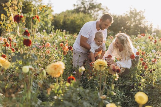 Family picking dahlias in summer flower garden