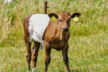 Beautiful young Lakenvelder calf. Lakenvelder is a unique Dutch cow breed