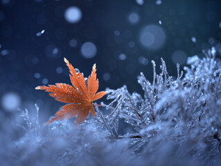 Orange maple leaf on frosty branches