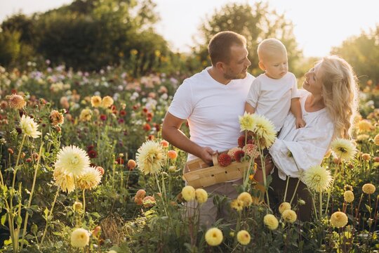 Family enjoying dahlia garden picking beautiful flowers at sunset - Powered by Adobe