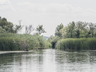 A calm on Lake Tisza in Hungary channel cuts through tall wetland grasses and lush green trees under a soft, overcast sky. The water surface reflects the natural surroundings in a peaceful setting.