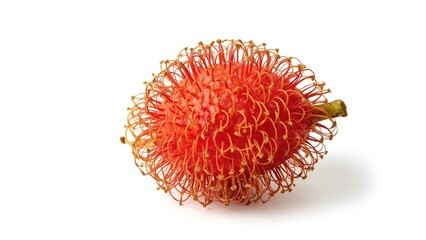 Rambutan fruit with its distinctive hairy skin isolated on white background. Tropical fruit and healthy food. The fruit of Southeast Asia.