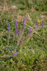 Obraz premium A wild purple flowering plant grows in a grassy field, with delicate blooms rising above the natural green background