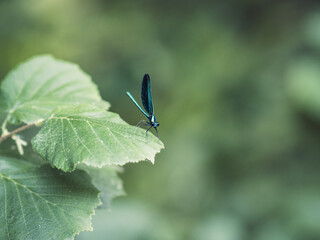 Blue dragonfly perched on green leaf