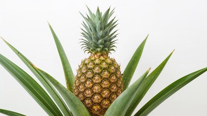 Fototapeta premium Pineapple growing among long green leaves against a plain background.