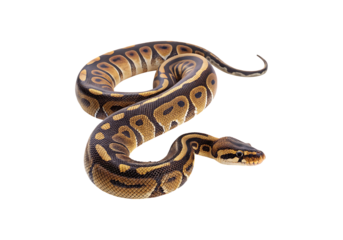 Isolated ball python on a Transparent Background.