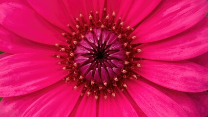Obraz premium Close-up of a pink flower with detailed petals and central structure.