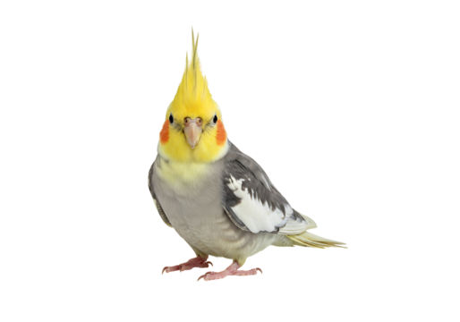 Isolated cockatiel on a Transparent Background.